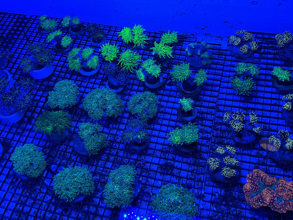 wholesale_coral - saltwater_fish saltwater_coral - rare corals - coralsdepot - Corals_Depot - live_corals - eye-catching-coral quality_marine_fish -quality-marine discoun