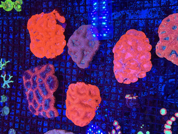 wholesale_coral - saltwater_fish saltwater_coral - rare corals - coralsdepot - Corals_Depot - live_corals - eye-catching-coral quality_marine_fish -quality-marine discoun