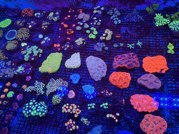 wholesale_coral - saltwater_fish saltwater_coral - rare corals - coralsdepot - Corals_Depot - live_corals - eye-catching-coral quality_marine_fish -quality-marine discoun