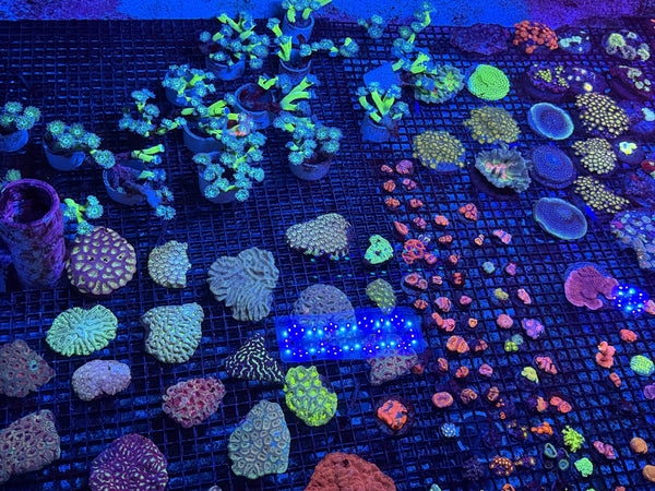 wholesale_coral - saltwater_fish saltwater_coral - rare corals - coralsdepot - Corals_Depot - live_corals - eye-catching-coral quality_marine_fish -quality-marine discoun