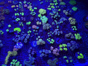 wholesale_coral - saltwater_fish saltwater_coral - rare corals - coralsdepot - Corals_Depot - live_corals - eye-catching-coral quality_marine_fish -quality-marine discoun