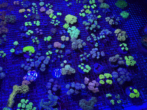 wholesale_coral - saltwater_fish saltwater_coral - rare corals - coralsdepot - Corals_Depot - live_corals - eye-catching-coral quality_marine_fish -quality-marine discoun