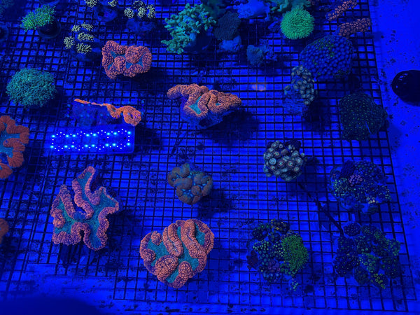wholesale_coral - saltwater_fish saltwater_coral - rare corals - coralsdepot - Corals_Depot - live_corals - eye-catching-coral quality_marine_fish -quality-marine discoun