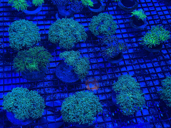 wholesale_coral - saltwater_fish saltwater_coral - rare corals - coralsdepot - Corals_Depot - live_corals - eye-catching-coral quality_marine_fish -quality-marine discoun