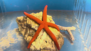 Orange Linckia Starfish
