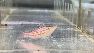 Longnose Hawkfish