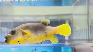 Yellow Belly Dogface Puffer