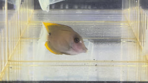 Tomini Bristletooth Tang