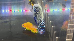 Emperor Angelfish Juvenile