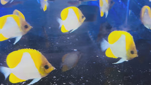 Pyramid Butterflyfish – Hemitaurichthys polylepis