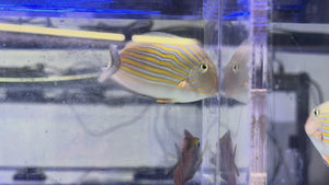 Clown Tang