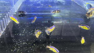 Lightning Surge Damselfish