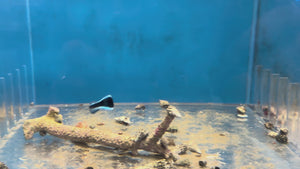Bluestreak Cleaner Wrasse