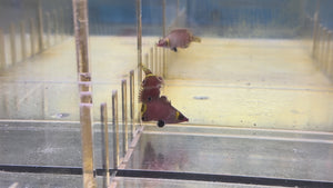 Red Pygmy Wrasse