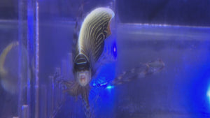 Emperor Anglefish Changing