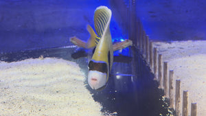 Emperor Angelfish Adult
