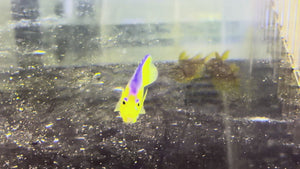 Hybrid Collini Angelfish