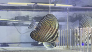 Sailfin Tang Desjardini