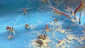 Scarlet Skunk Cleaner Shrimp (Sri Lanka)