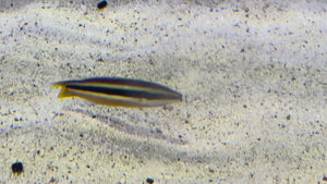 Yellowtail Cleaner Wrasse