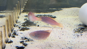Lineatus Female