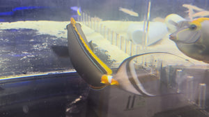 Show Size Naso Blonde Tang with Streamers
