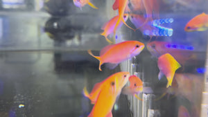 Dispar Anthias