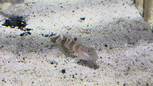 Tiger Reef Goby - Rare