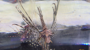 Black Peacock Lionfish