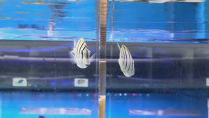 Convict Tang