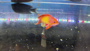 Lyretail Anthias Male