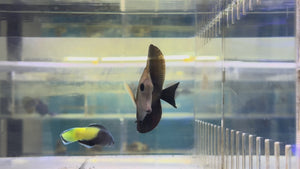 Brown Scopas Tang