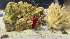 Fire Shrimp