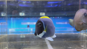 Powder Blue Tang