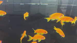 Blue Eye Lyretail Anthias Indian Ocean