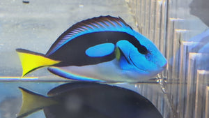 Blue Hippo Tang Yellow Belly