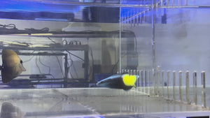 Bicolor Doctor Wrasse