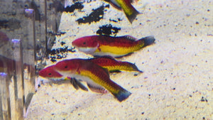 Naokoe Wrasse