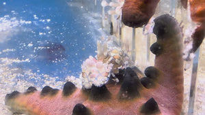 Harlequin Shrimp