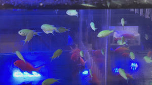Green Chromis