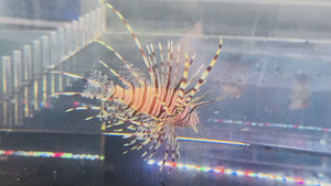 Zebra Lionfish