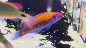 Orange Back Wrasse