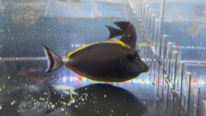 Naso Blonde Tang