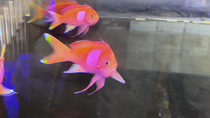 Square Anthias Male