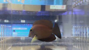 Yellow Eye Kole Tang