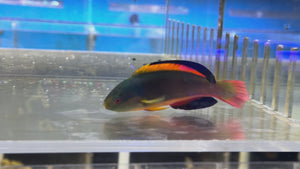Scott's Fairy Wrasse
