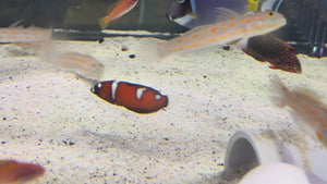 Red Coris Wrasse Juvenile