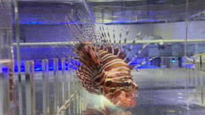 Dwarf Lionfish