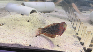 Blue Star Leopard Wrasse
