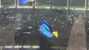Blue Tang